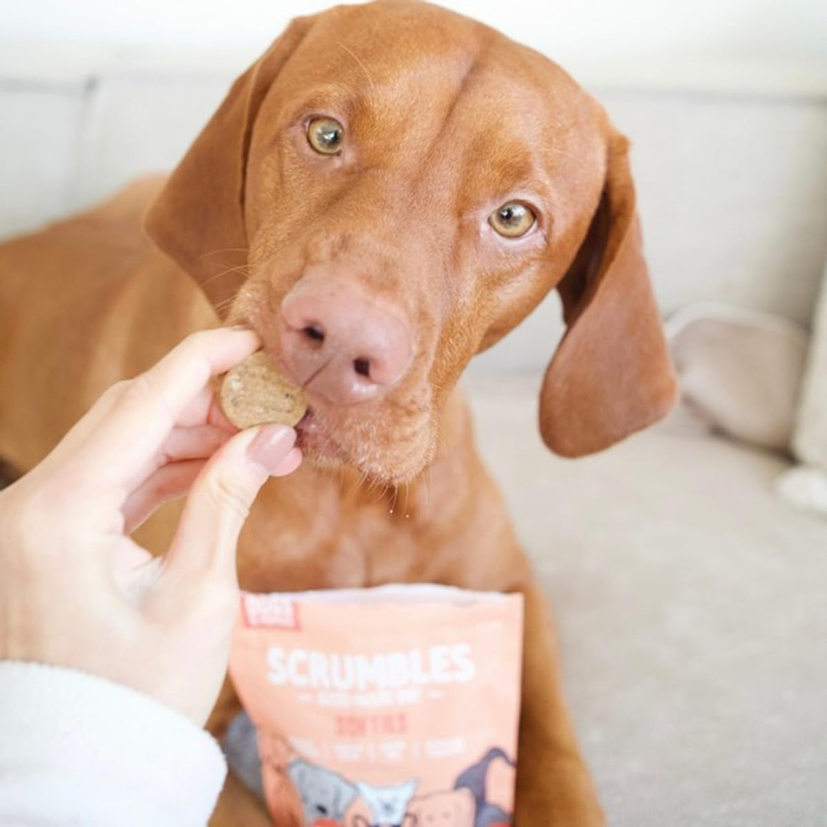 Scrumbles • Dog Treats • Hypoallergenic • Calming • All Lifestages • Turkey • 100g Bag • Gut Friendly Prebiotics • No Added Sugar