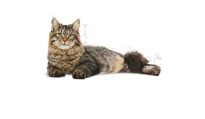 Urinary Care Cat Food 2kg