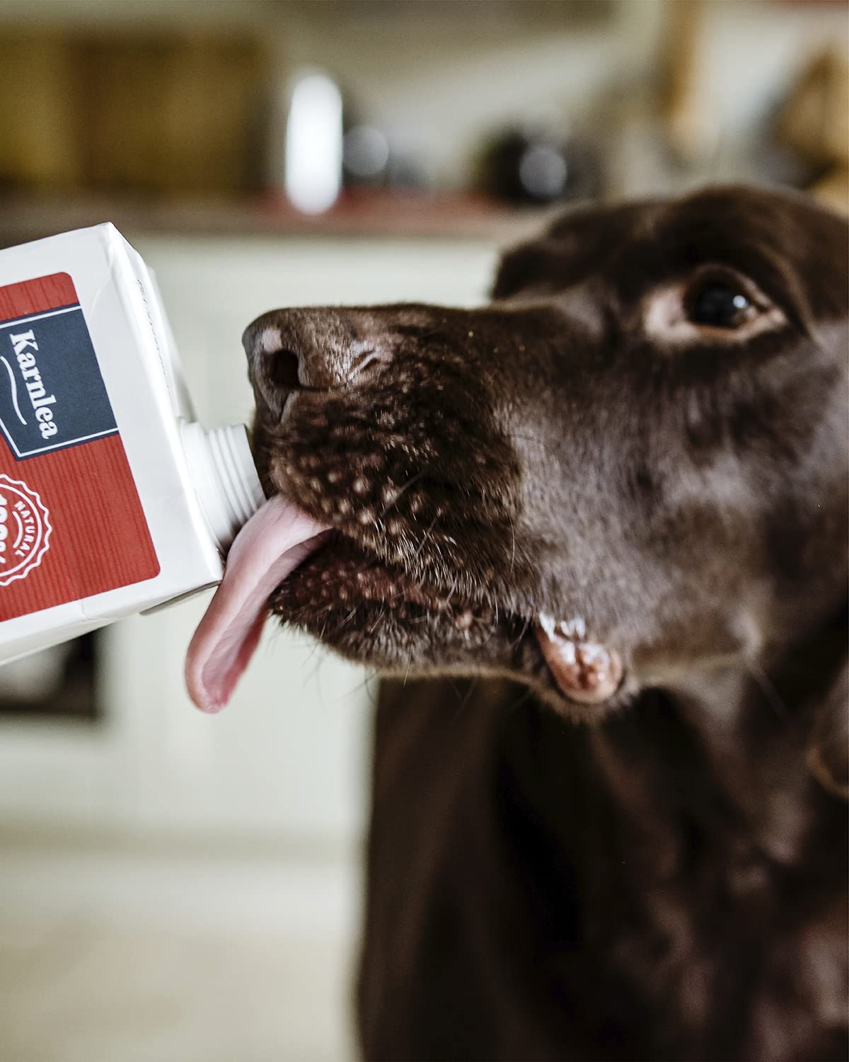 Chicken Bone Broth for Dogs & Cats - Free Range | 100% Real & Natural Liquid Bone Broth for Pets | High in Collagen & Protein for Healthy Joints, Gut, Digestion, Skin & Sickness Recovery