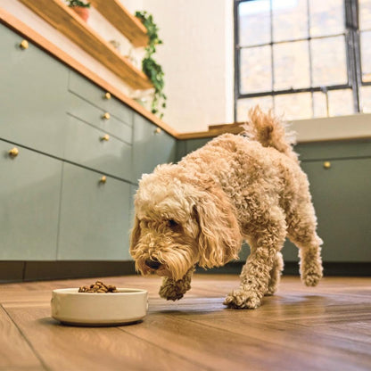 Natural Adult Dry Dog Food Beef Stew with Ancient Grains 1kg