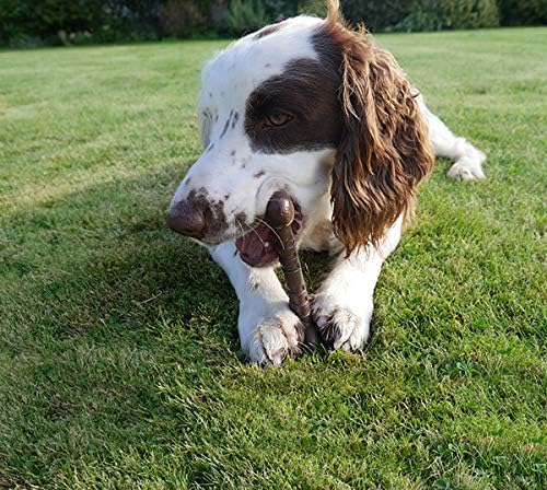 Rosewood Small Beef Bone – Durable Nylon Chew Toy for Small Dogs <10kg | Promotes Dental Hygiene | Long-Lasting