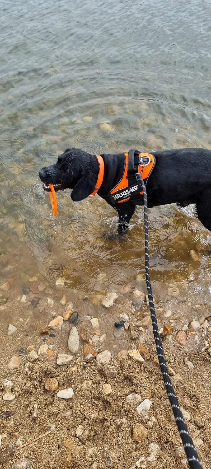 Chewtopia Throw Ring Flying Ring, Frisbee Dog Toy, Flexible and Bright Colour, Made in the UK Fetch Toy, Made From Recycled Plastics, Outdoor Dog Toy
