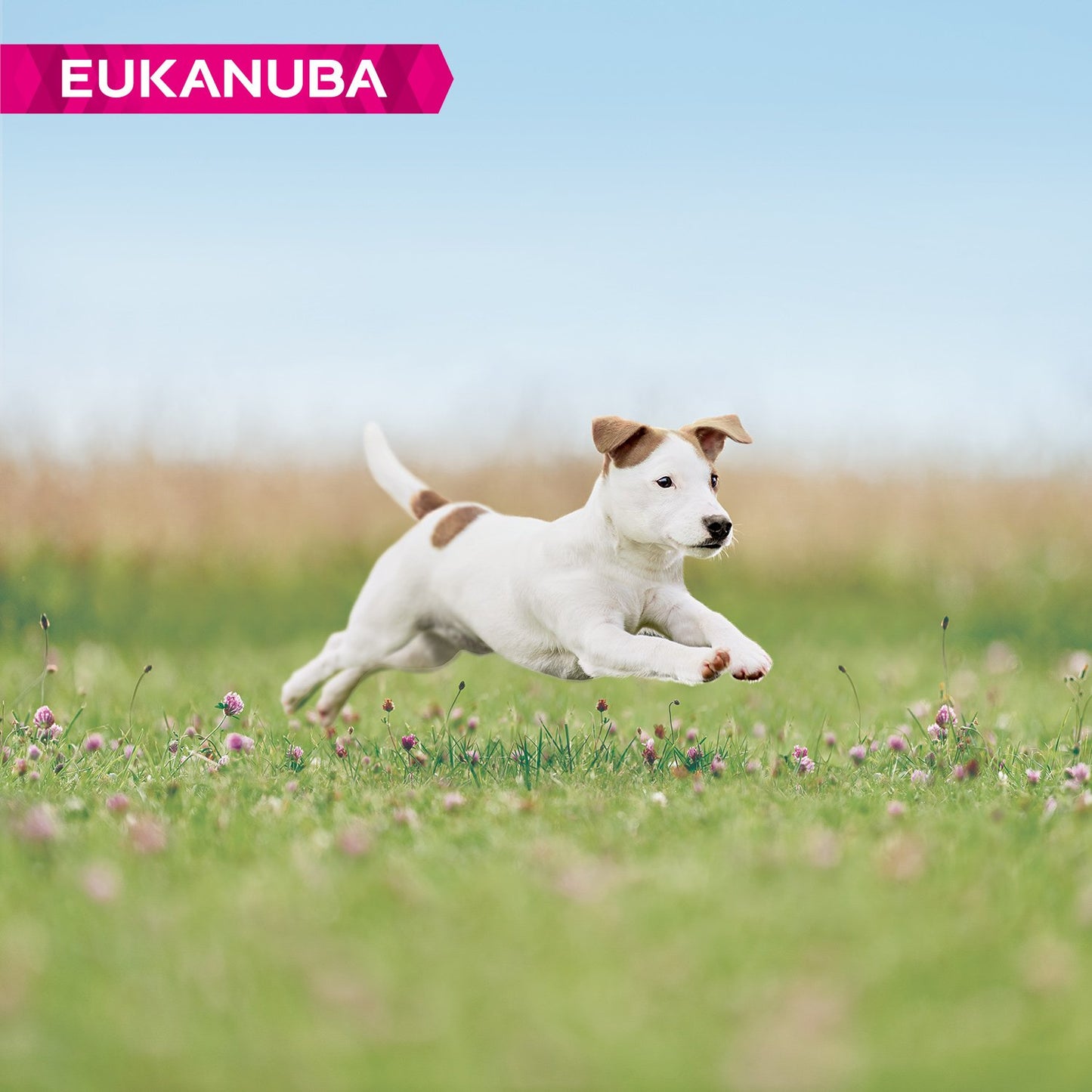 Eukanuba Grain Free Complete Dry Dog Food for Puppy Small and Medium Breeds