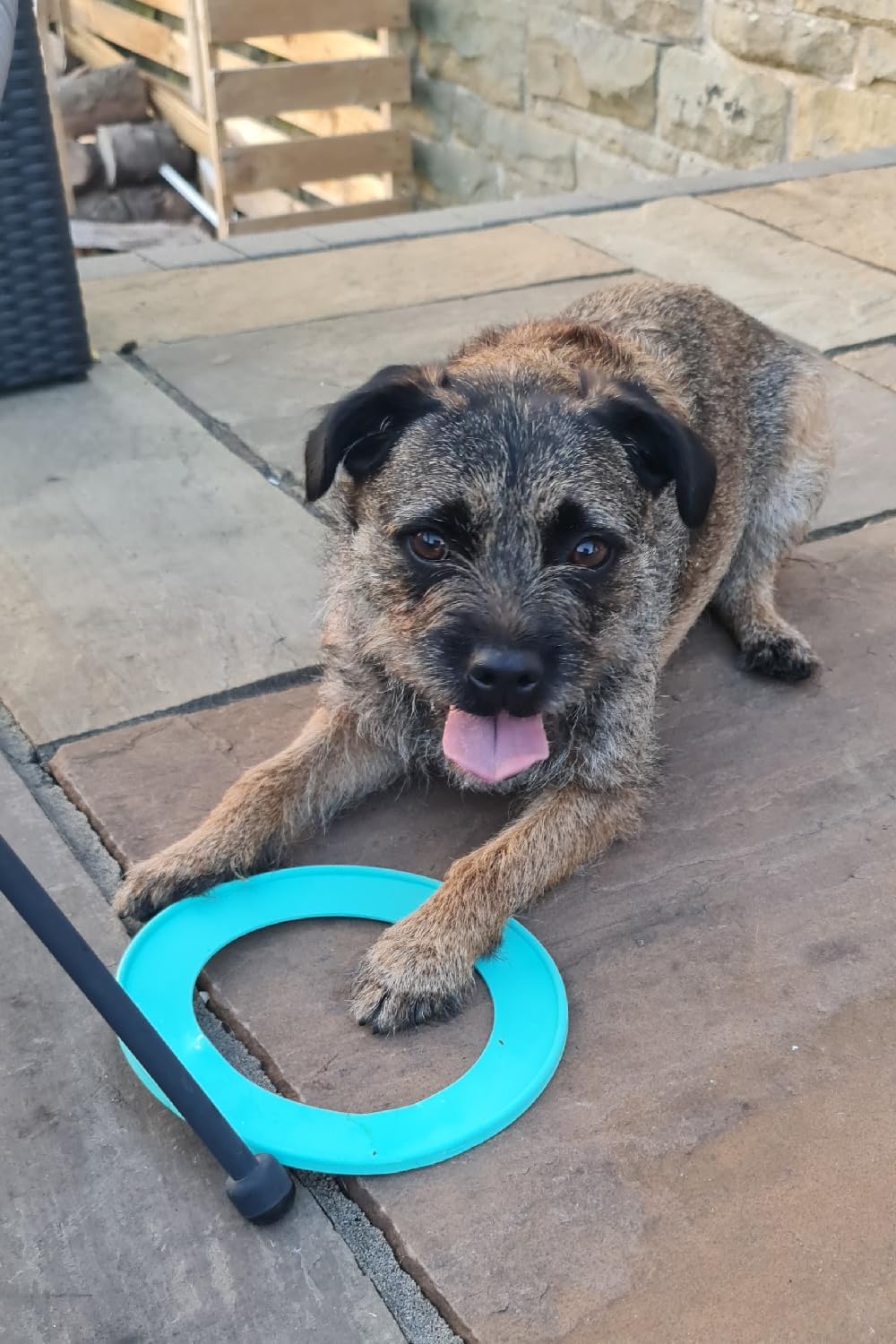 Chewtopia Throw Ring Flying Ring, Frisbee Dog Toy, Flexible and Bright Colour, Made in the UK Fetch Toy, Made From Recycled Plastics, Outdoor Dog Toy