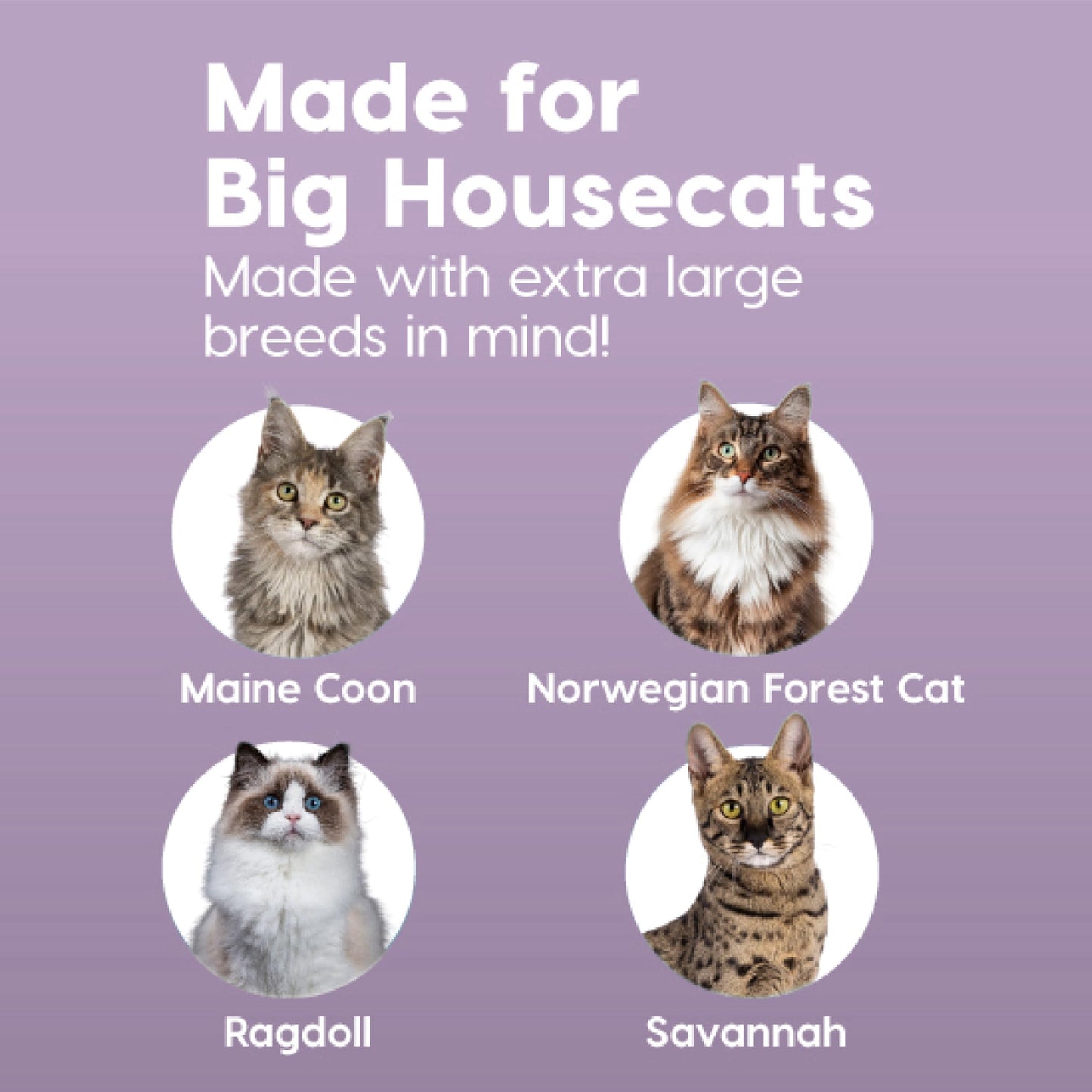 Iris Ohyama Cat Litter Tray with Scoop, Grey, Easy to Clean, Cat Litter Box, Detachable Spill Preventing Walls, For Kittens, Adult Cats, Rabbits, BPA Free, Open Top, Modern, CLH-12