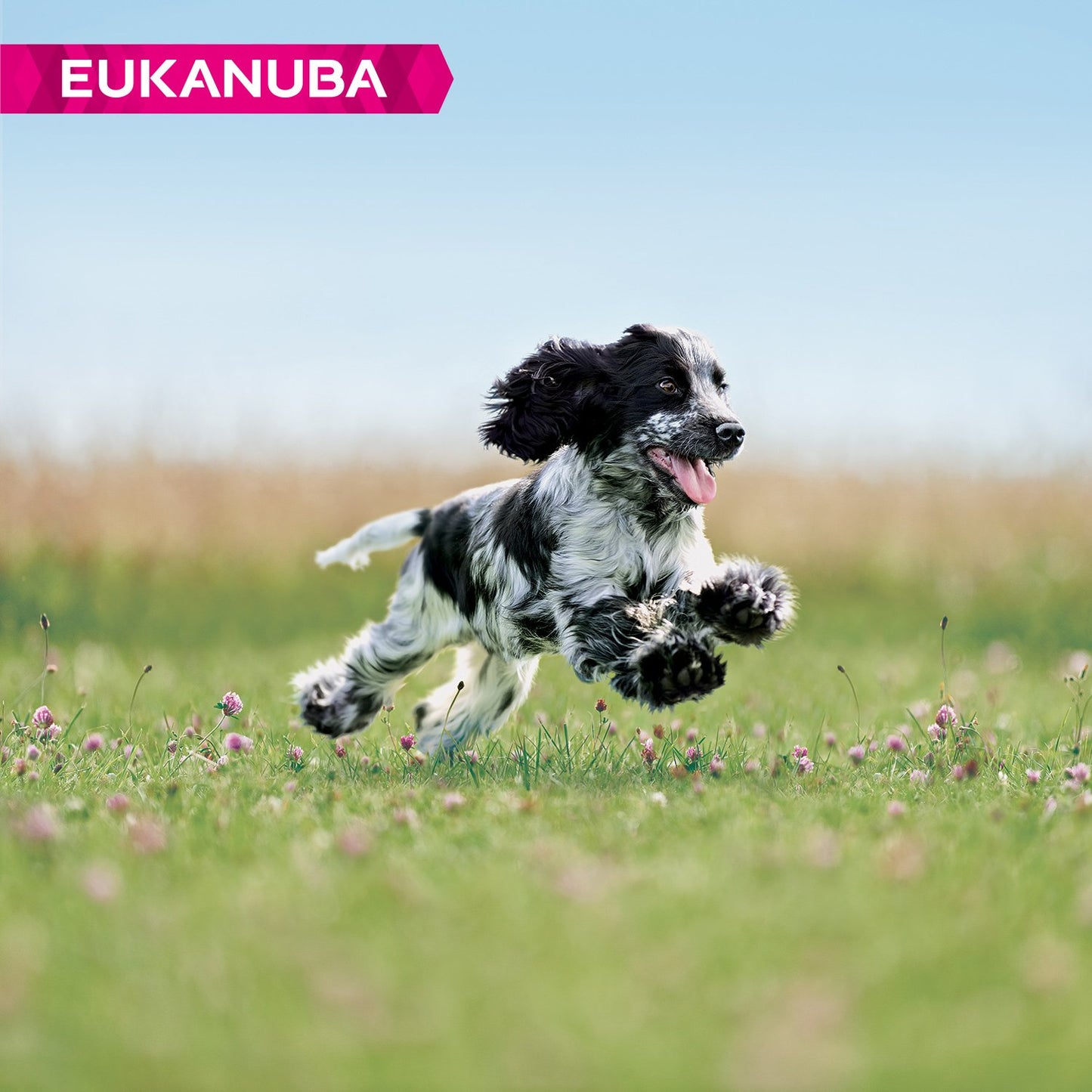 Eukanuba Grain Free Complete Dry Dog Food for Puppy Small and Medium Breeds