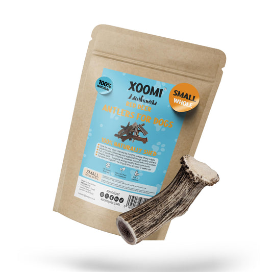 XOOMI Red Deer, Whole Antler Chew for Small Dogs (100-120g) - Natural, Long-Lasting Chew for Healthy Teeth & Strong Chewers - Sustainably Sourced in the UK