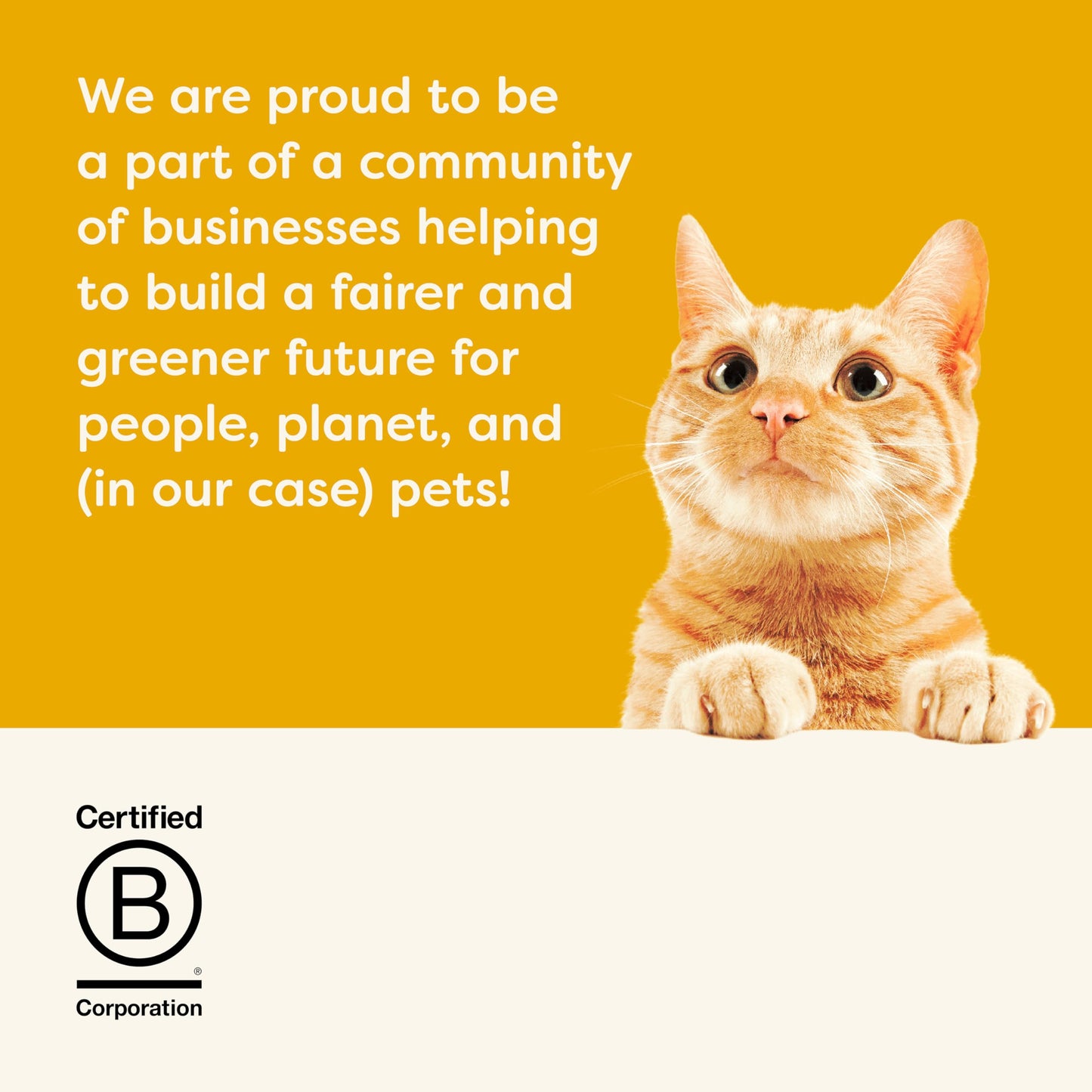 Applaws 100% Natural Wet Cat Food, Pouch Multipack Tuna Selection in Broth, 70 g (12 x 70 g Pouches)