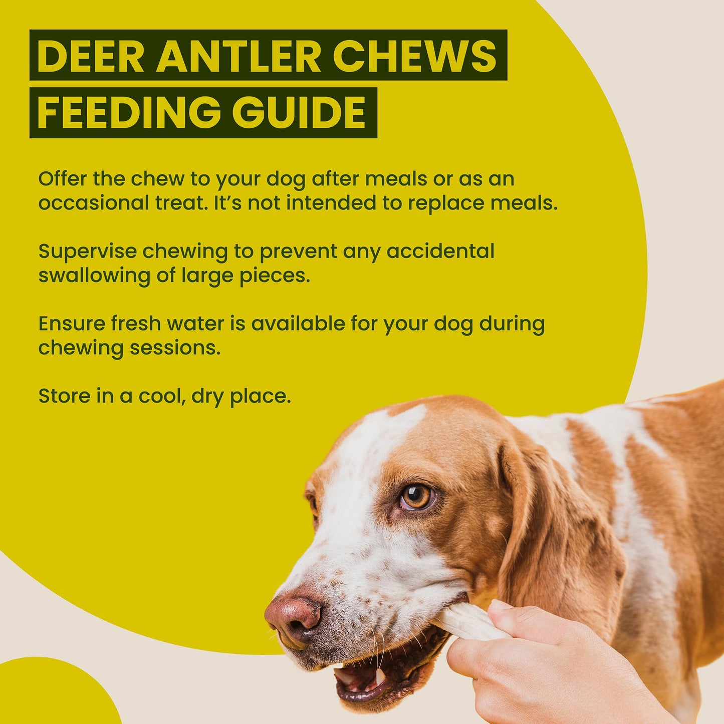 Scottish Deer Antler Dog Chews - Naturally Shed, Long Lasting, 100% Natural… (Deer Antler Chew Medium 90-130g)