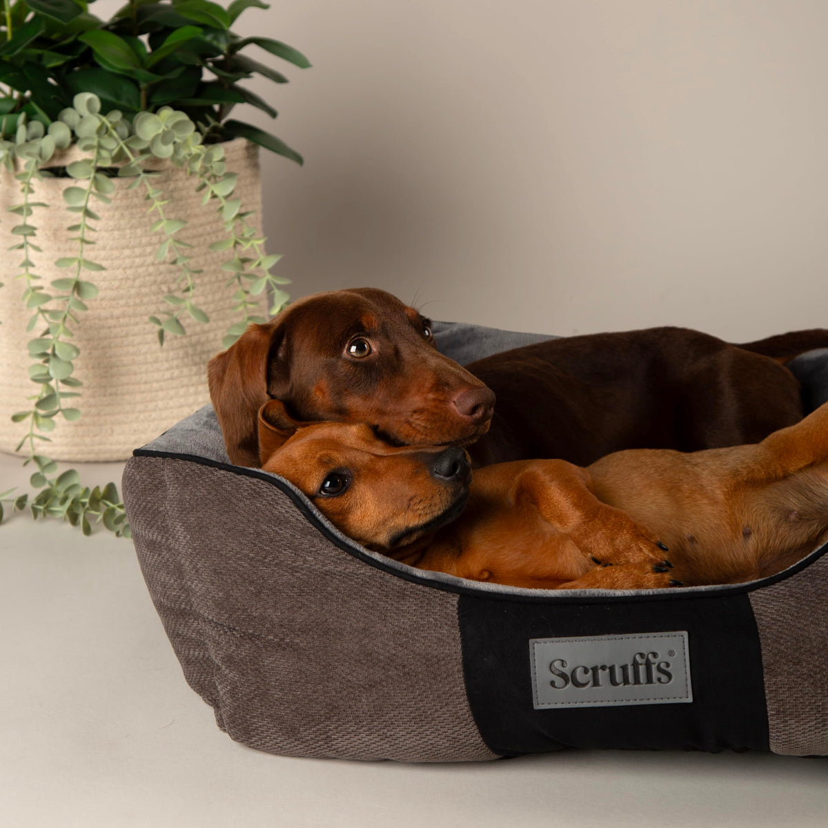 Scruffs Chester Box Bed Graphite