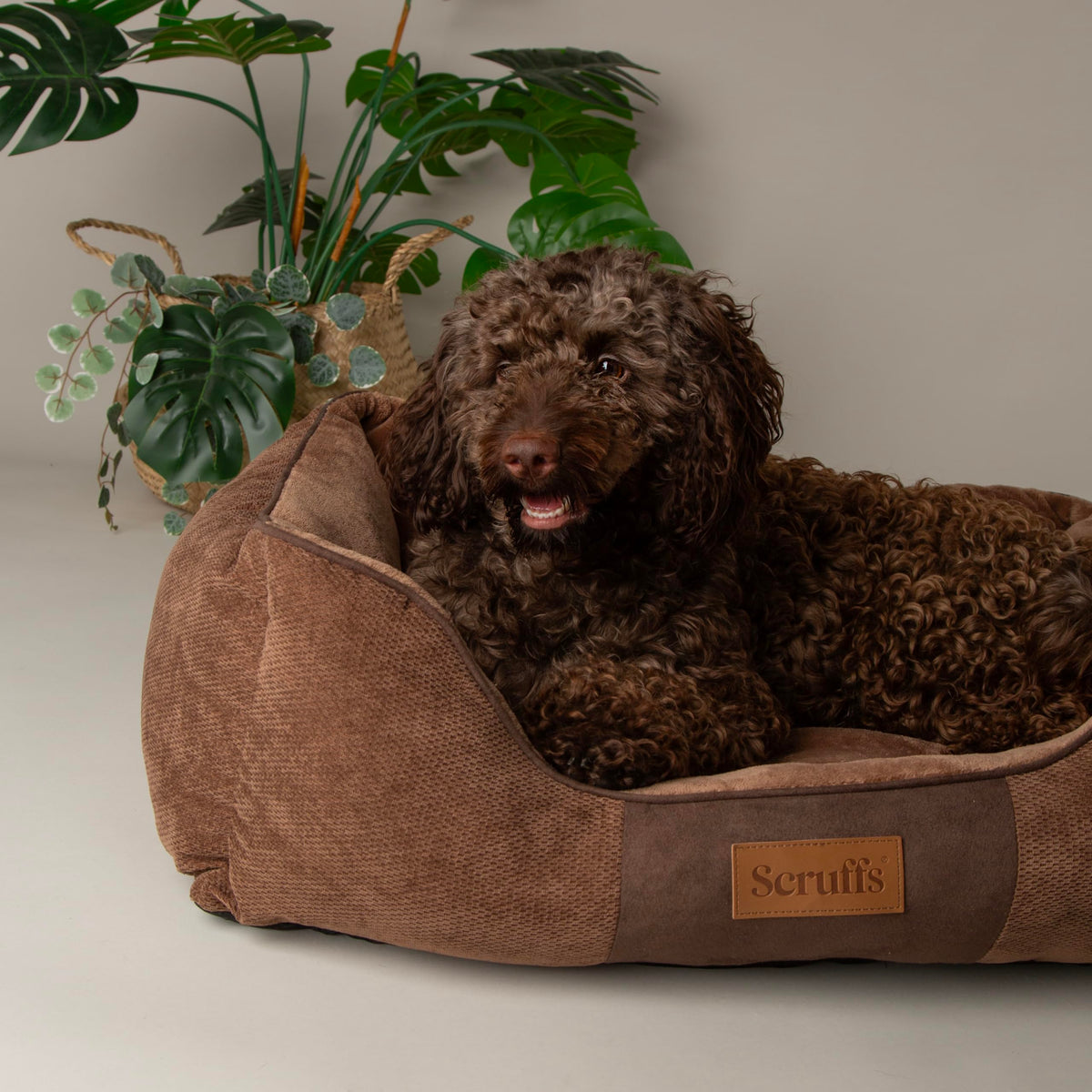 Scruffs Chester Box Bed Graphite