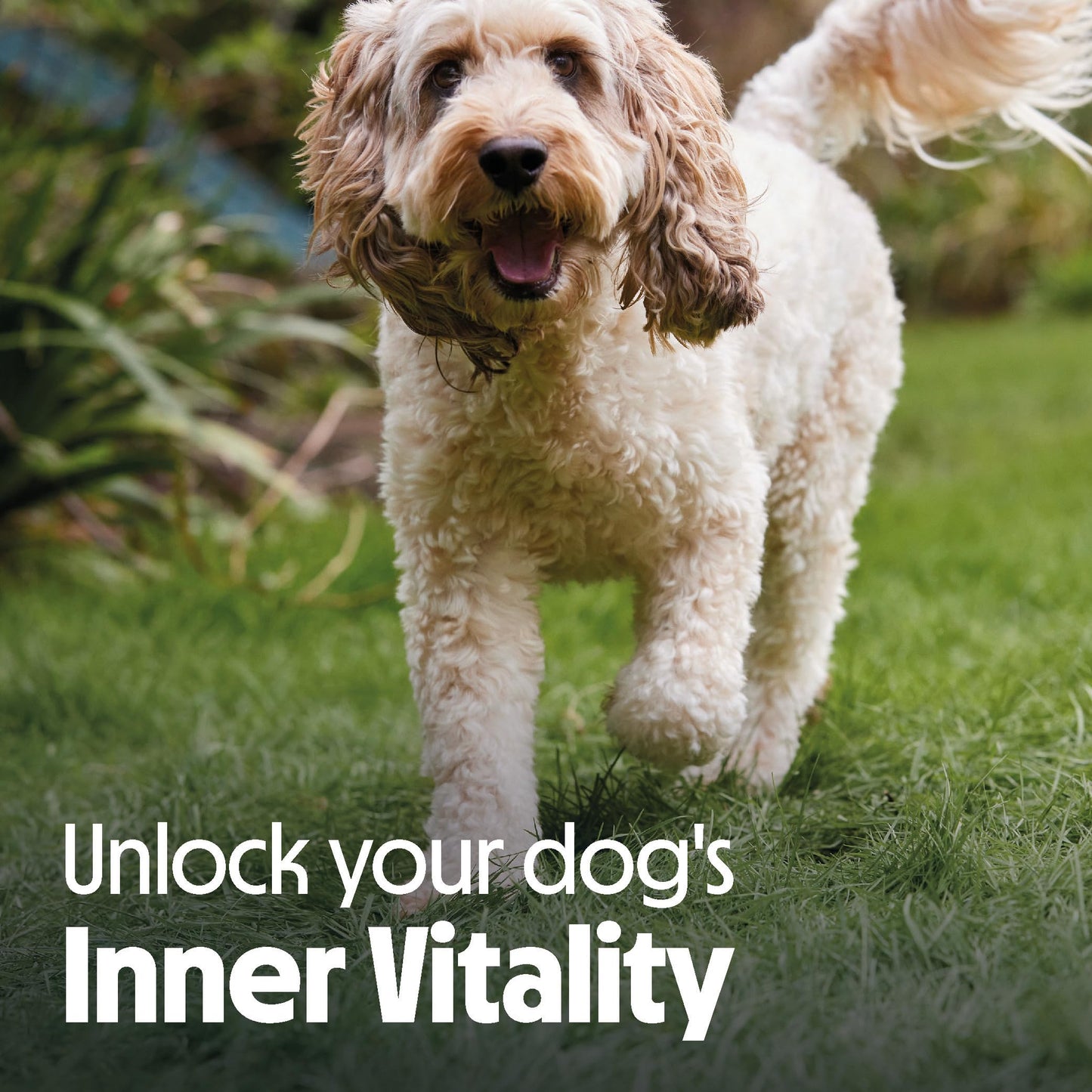 Tails.com Inner Vitality • Wet Dog Food 11 x 150g • Sensitive Chicken & Cod • Adult 1-7 years • Grain Free Recipe • Made with natural ingredients • Contains Omega 3 to Support Skin and Coat