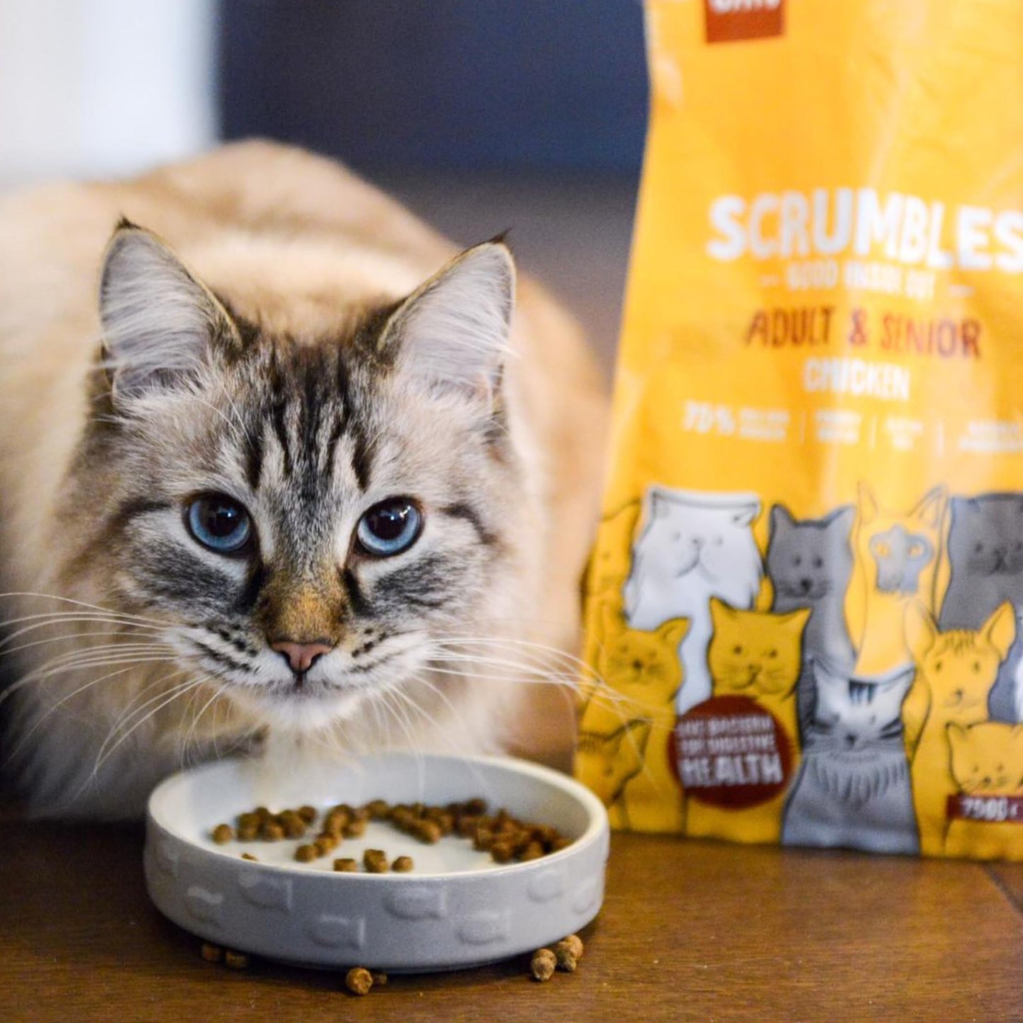Scrumbles All Natural Dry Cat Food With 75% Chicken and Fresh Salmon, High Protein Food for Adults And Seniors