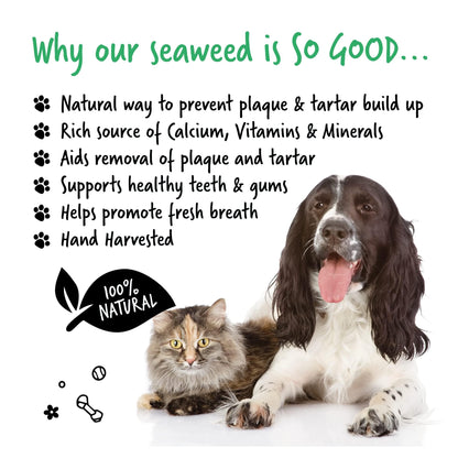 Plaque Remover Powder for Dogs & Cats 70g