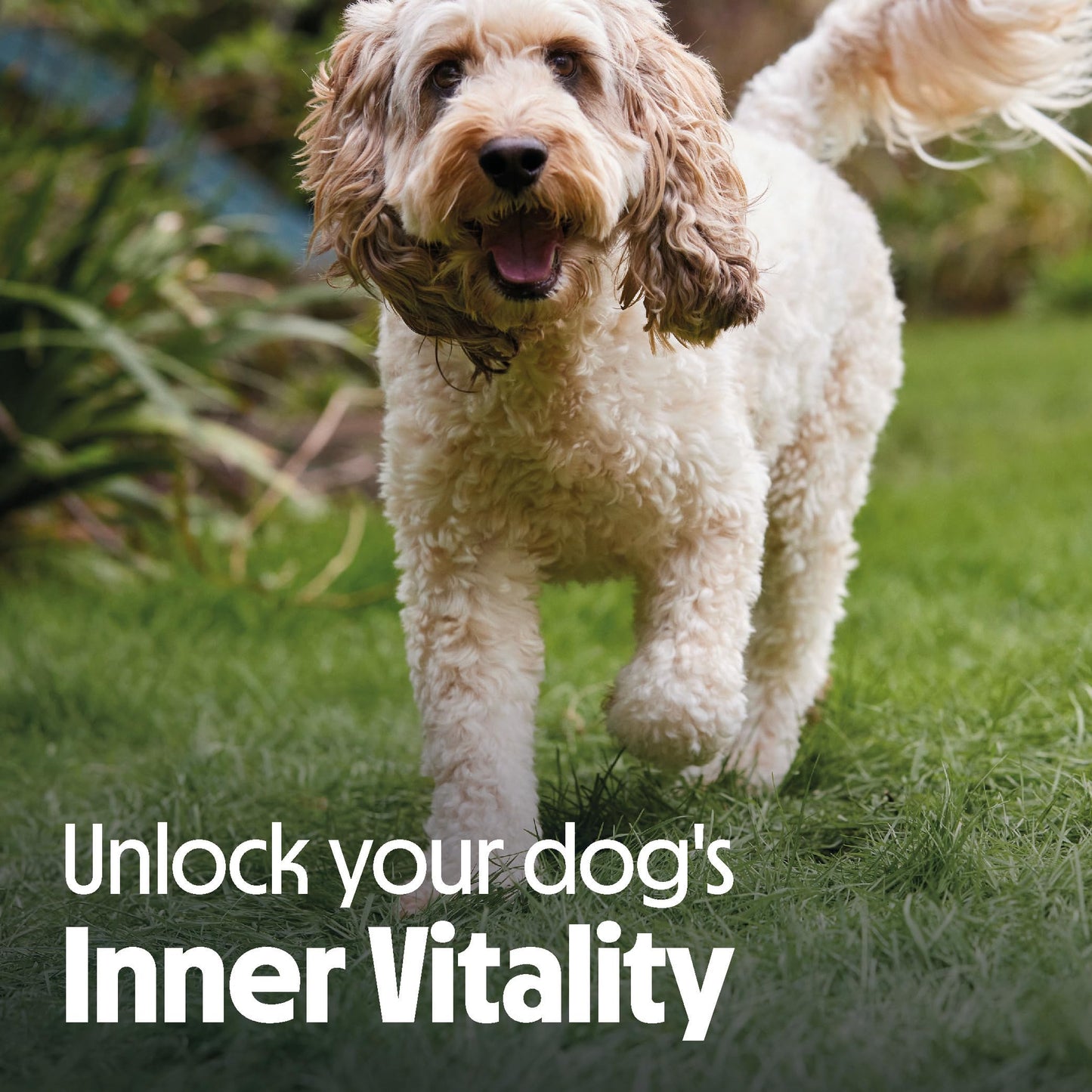 Tails.com Inner Vitality • Wet Dog Food 11 x 150g • Sensitive Chicken & Cod • Adult 1-7 years • Grain Free Recipe • Made with natural ingredients • Contains Omega 3 to Support Skin and Coat