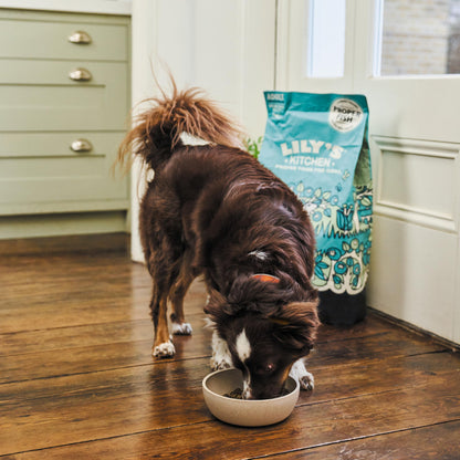 Natural Ingredients Adult Dry Dog Food Balanced Recipe