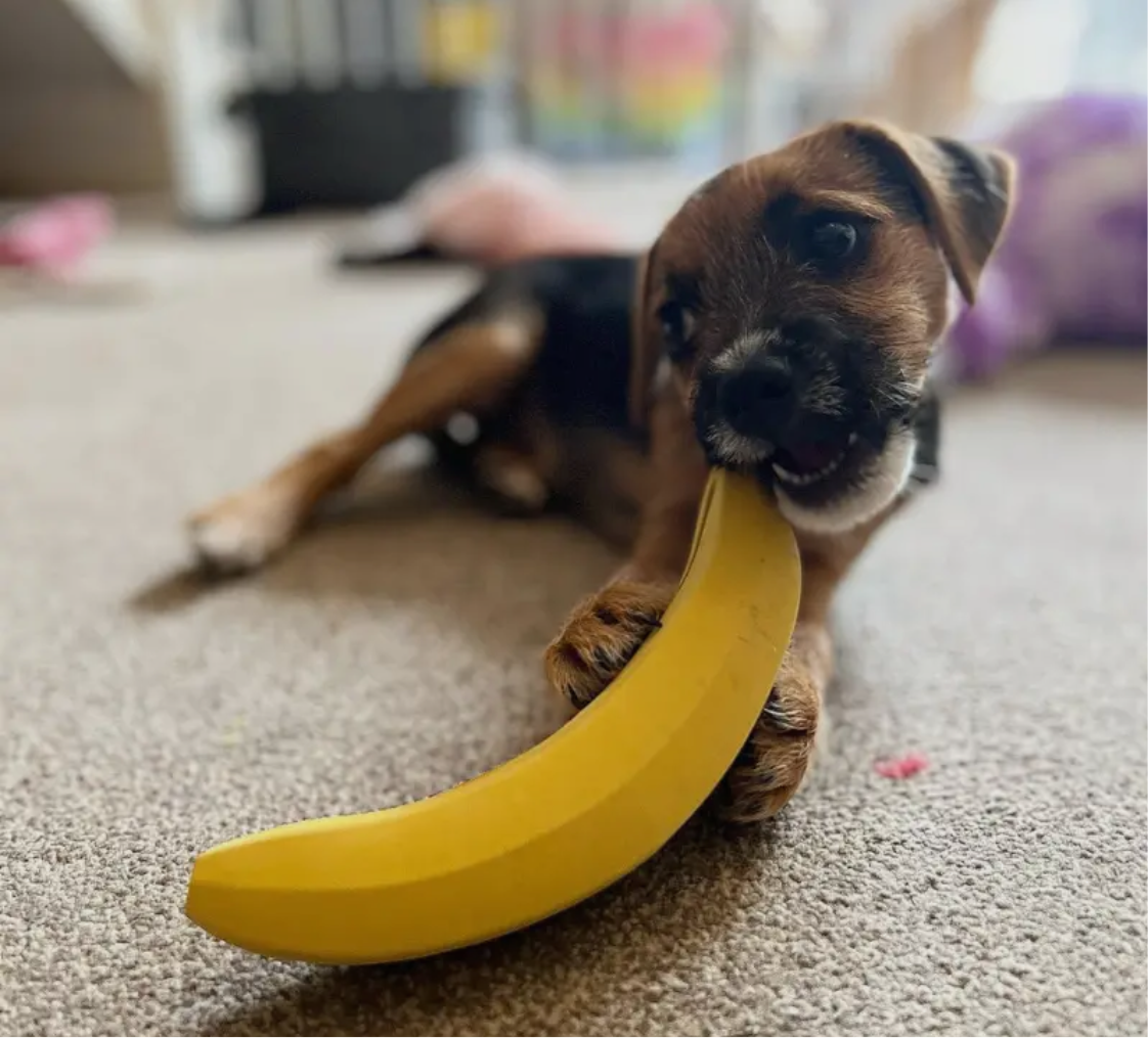 Non Rubber Treat Dispensing Dog Chew toy - Sayby’s Sanctuary 