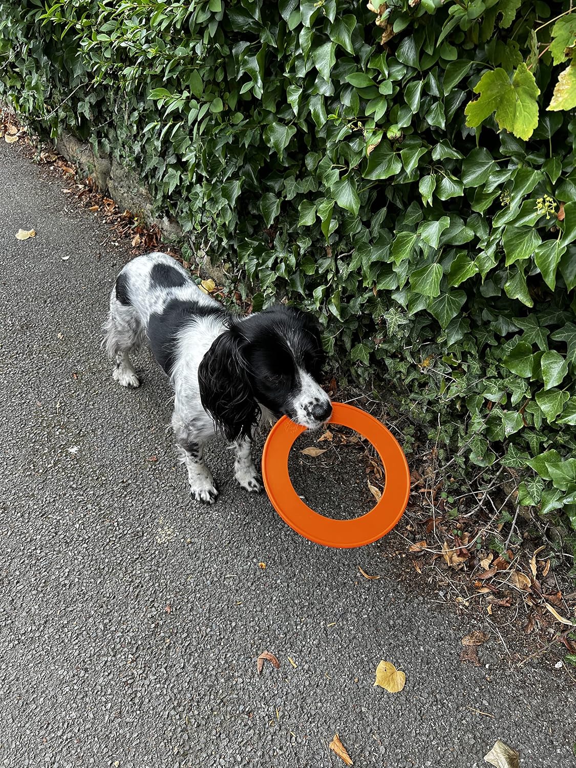 Chewtopia Throw Ring Flying Ring, Frisbee Dog Toy, Flexible and Bright Colour, Made in the UK Fetch Toy, Made From Recycled Plastics, Outdoor Dog Toy
