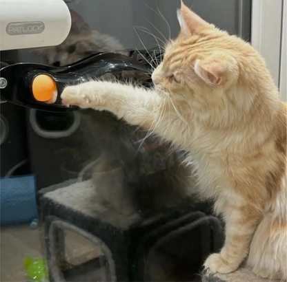 Interactive Window Track Cat toy - Sayby’s Sanctuary 