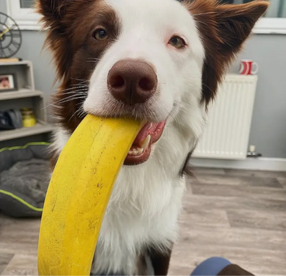 Non Rubber Treat Dispensing Dog Chew toy - Sayby’s Sanctuary 