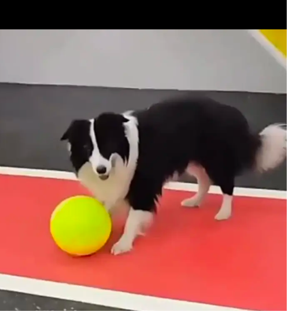 Inflatable Pet Tennis Ball Extra Large - Sayby’s Sanctuary 