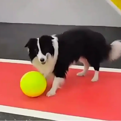 Inflatable Pet Tennis Ball Extra Large - Sayby’s Sanctuary 