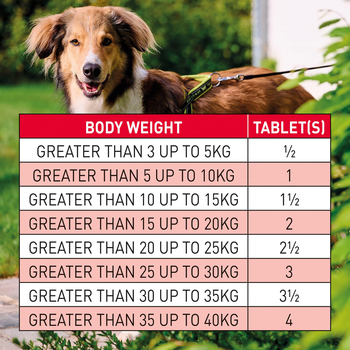 Beaphar | WORMclear® Tablets for Dogs up to 40kg | Kills All Common UK Intestinal Worms (Roundworms & Tapeworms) | Vet Strength Treatment | Pork-flavoured | 4 tablets - Sayby’s