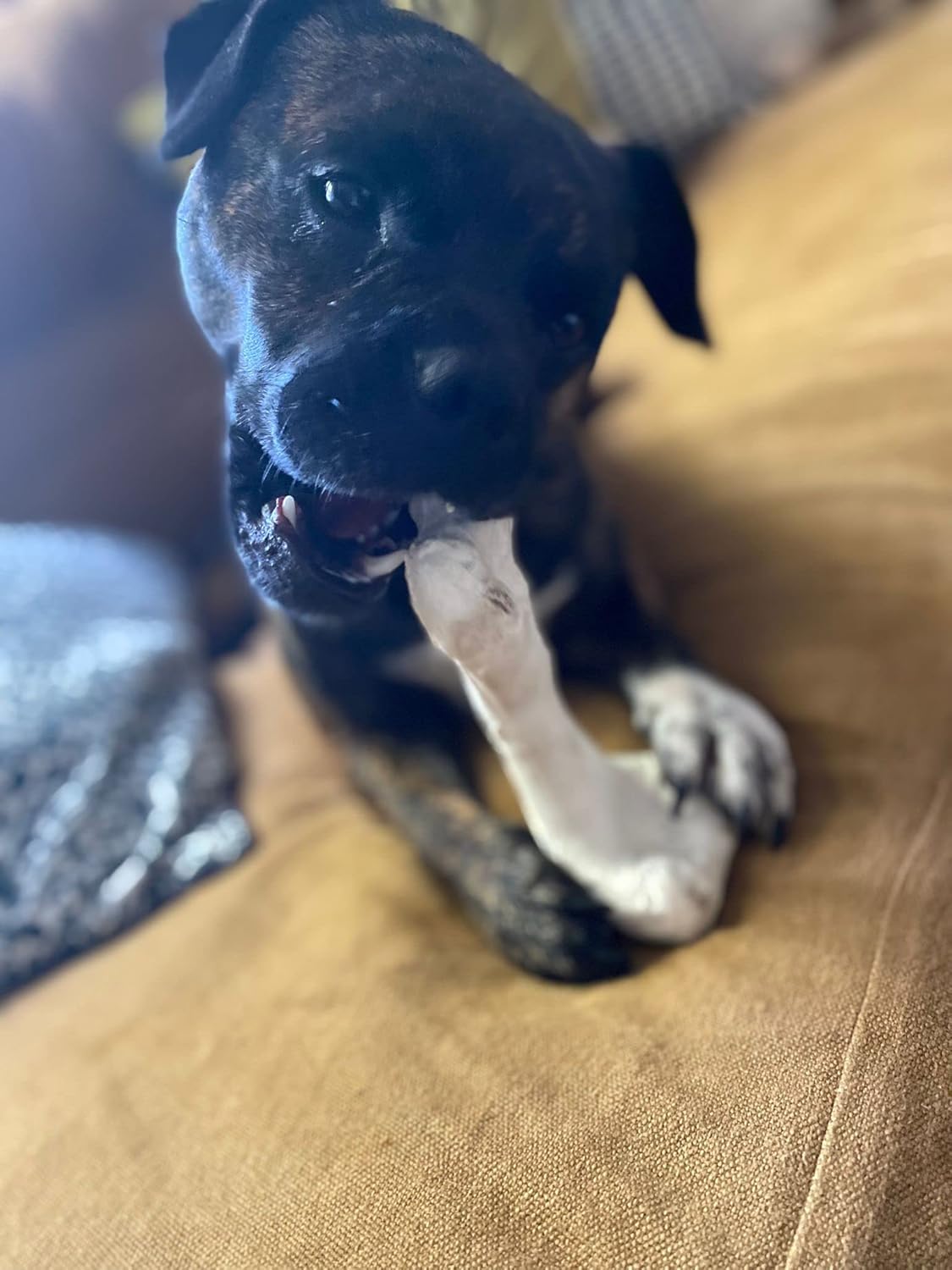 Bone Chew Toy for Dogs, Hardwearing, Durable Boredom Buster Dog Toy, Strong and Tough Toy for Dogs. Made in the UK. Made from Recycled Plastics. Helps Reduce Seperation Anxiety. - Sayby’s