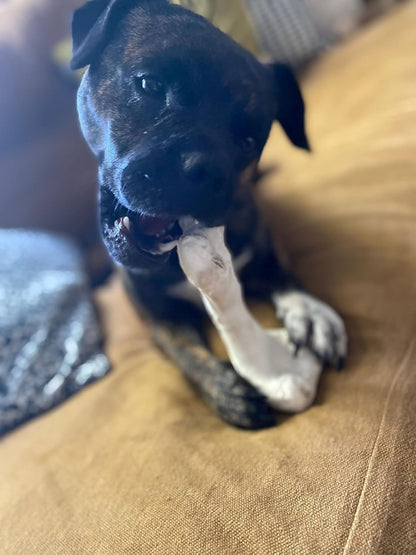 Bone Chew Toy for Dogs, Hardwearing, Durable Boredom Buster Dog Toy, Strong and Tough Toy for Dogs. Made in the UK. Made from Recycled Plastics. Helps Reduce Seperation Anxiety. - Sayby’s