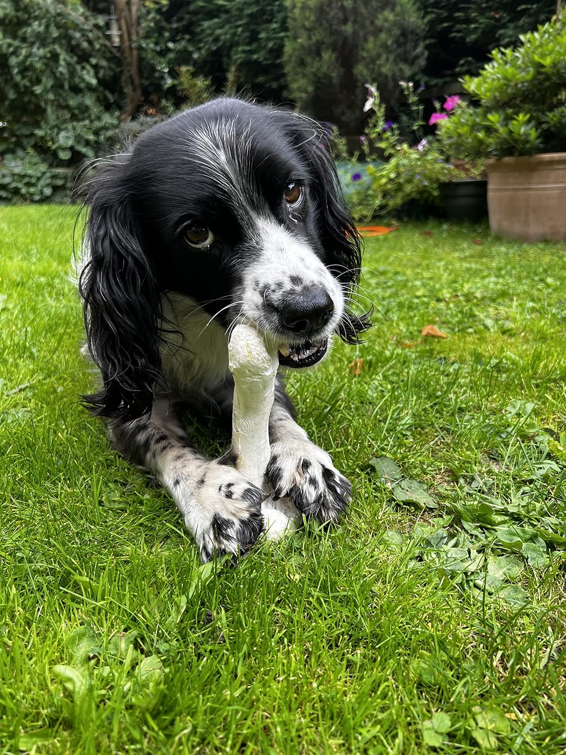 Bone Chew Toy for Dogs, Hardwearing, Durable Boredom Buster Dog Toy, Strong and Tough Toy for Dogs. Made in the UK. Made from Recycled Plastics. Helps Reduce Seperation Anxiety. - Sayby’s