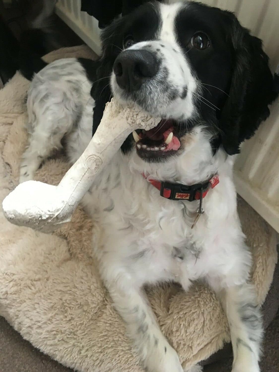 Bone Chew Toy for Dogs, Hardwearing, Durable Boredom Buster Dog Toy, Strong and Tough Toy for Dogs. Made in the UK. Made from Recycled Plastics. Helps Reduce Seperation Anxiety. - Sayby’s