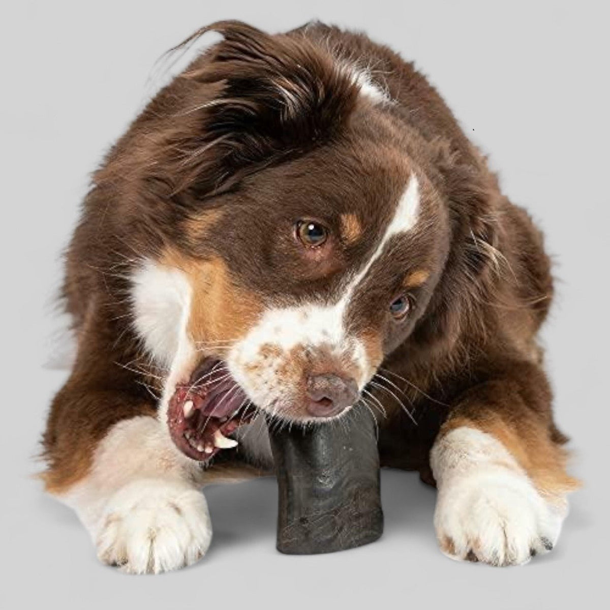 Buffalo Horn-Large (6-8 inch)-Dog Treats - Sayby’s