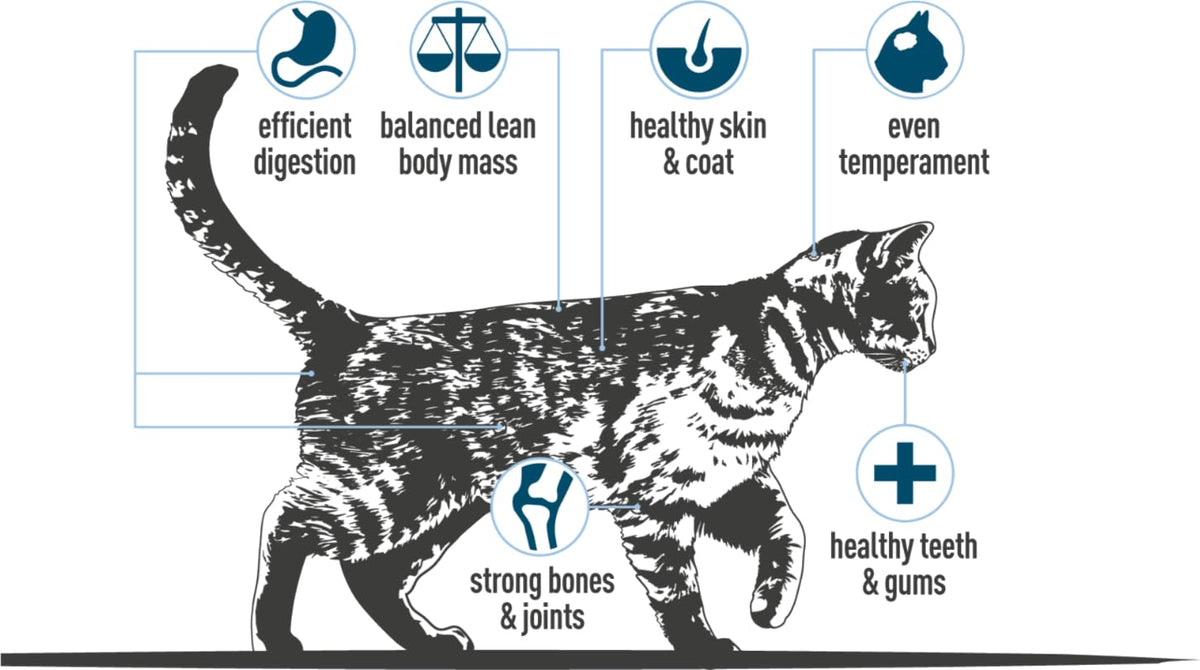 Cotswold RAW Complete Cat, Raw Cat Food, GWF Nutrition, Premium British Meat Raw Food for All Cats, Frozen Cat Meal, Mixed Mince – 6kg - Sayby’s