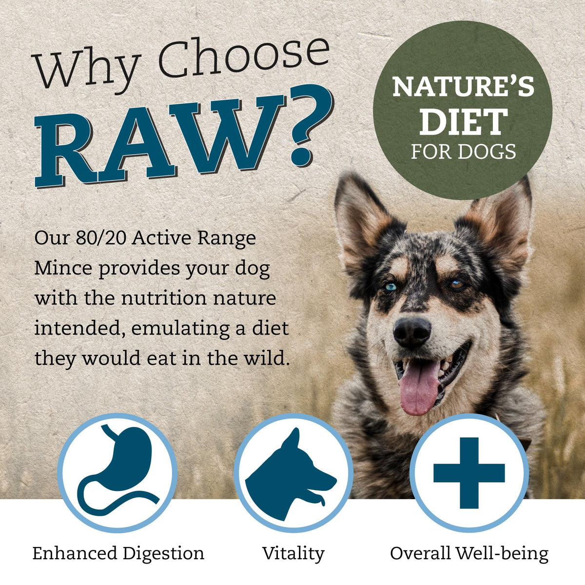 Cotswold RAW Raw Dog Food, Active 80/20 Mince, Adult Dog Food, BARF Premium British Meat Raw for All Dogs, Frozen Meal, Chicken and Turkey Mince - 7kg - Sayby’s