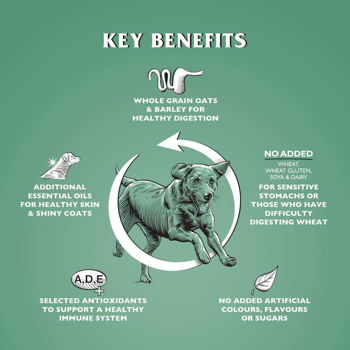 Dr John Hypoallergenic Dry Dog Food - Sayby’s