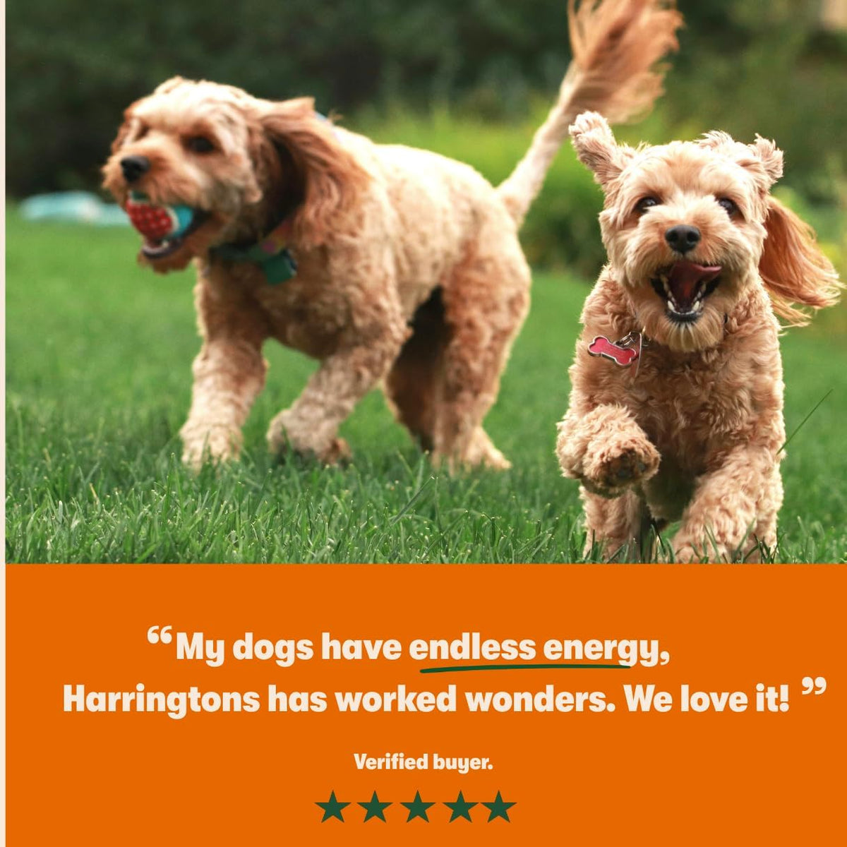 Harringtons Superfoods Complete Grain Free Dry Adult Dog Food Chicken with Veg 1.7kg (Pack of 4) - Made with All Natural Ingredients (Packaging may vary) - Sayby’s