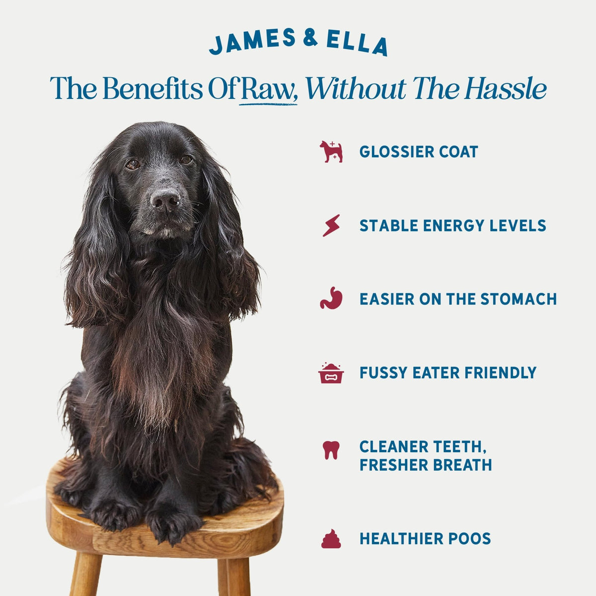 James & Ella Complete Freeze-Dried Raw Dog Food ❘ Free Run Chicken ❘ Freeze-Dried Dog Food, Packed with Protein, Essential Oils & Minerals for Happy, Healthy Dogs, Lightweight & Gluten Free (500g) - Sayby’s