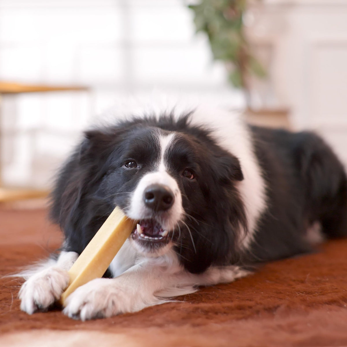 Natural Dog Chews - Delicious, Hard and Long Lasting Yak Chews for Dogs, Dog Treats for Dental Care, Dental Sticks for Healthy Teeth - L size (pack of 3) - Sayby’s
