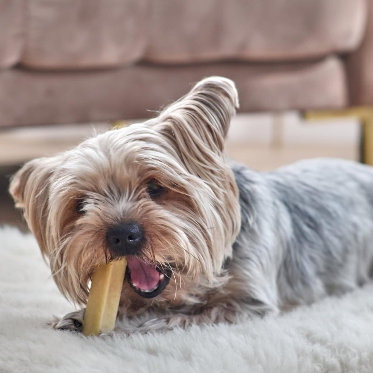 Natural Dog Chews - Delicious, Hard and Long Lasting Yak Chews for Dogs, Dog Treats for Dental Care, Dental Sticks for Healthy Teeth - L size (pack of 3) - Sayby’s