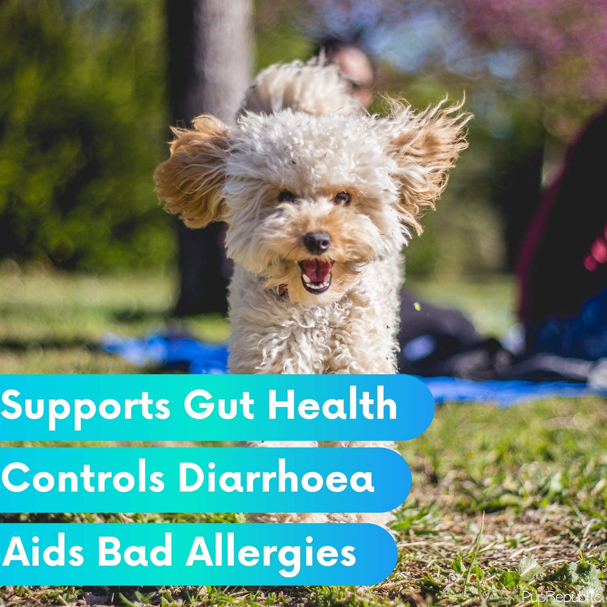PupRepublic Fast Acting dog diarrhea treatment - Digestive Disorders - More Effective than Kaolin - Sickness & Allergy Relief for Dogs of All Breeds & Sizes - Sayby’s