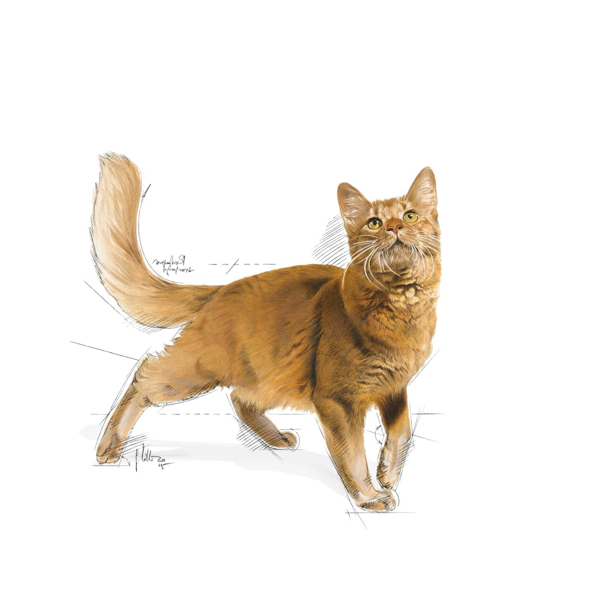 Royal Canin Fit 32 Cat Food, Dry Mix, 2kg - Sayby’s