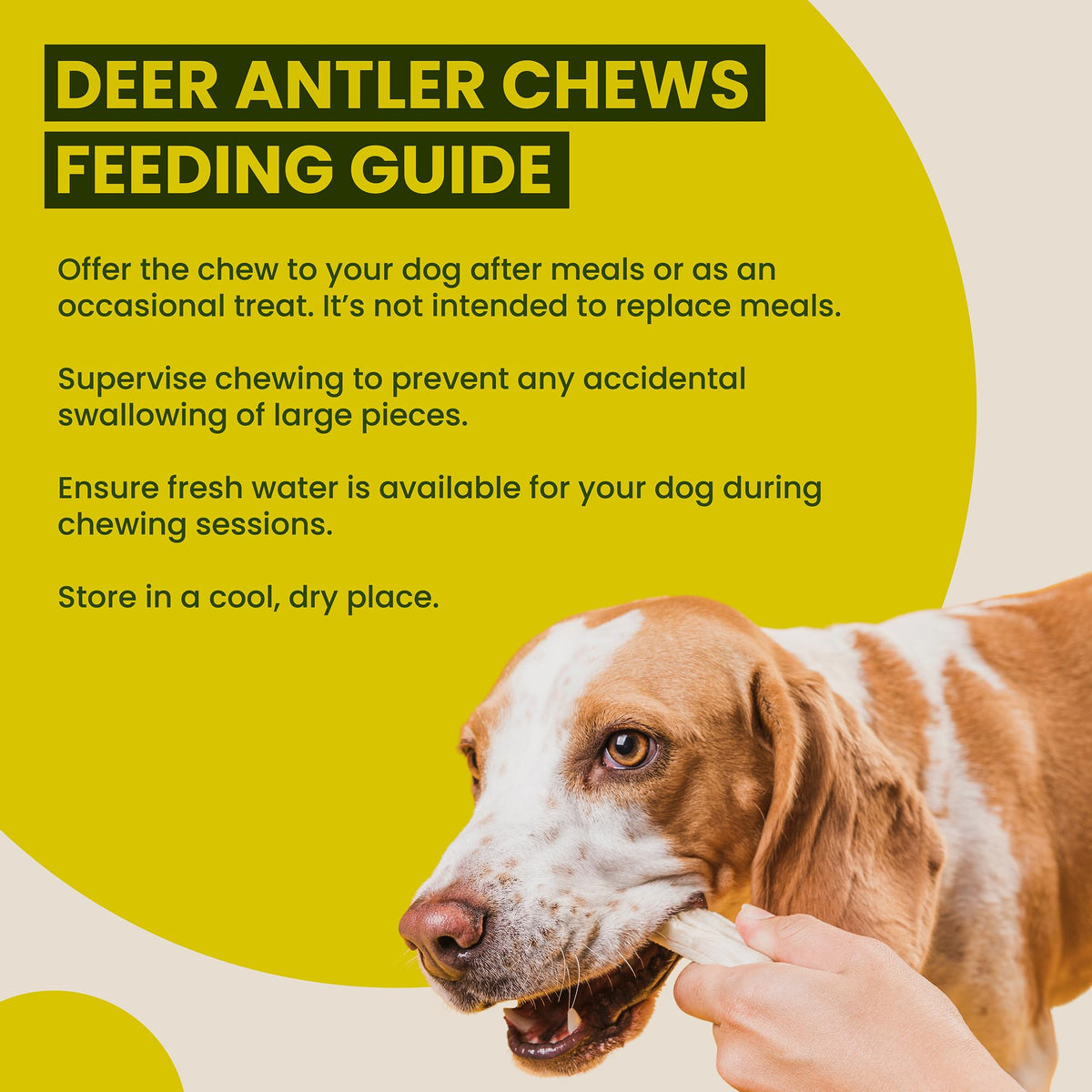 Scottish Deer Antler Dog Chews - Naturally Shed, Long Lasting, 100% Natural… (Deer Antler Chew Medium 90-130g) - Sayby’s