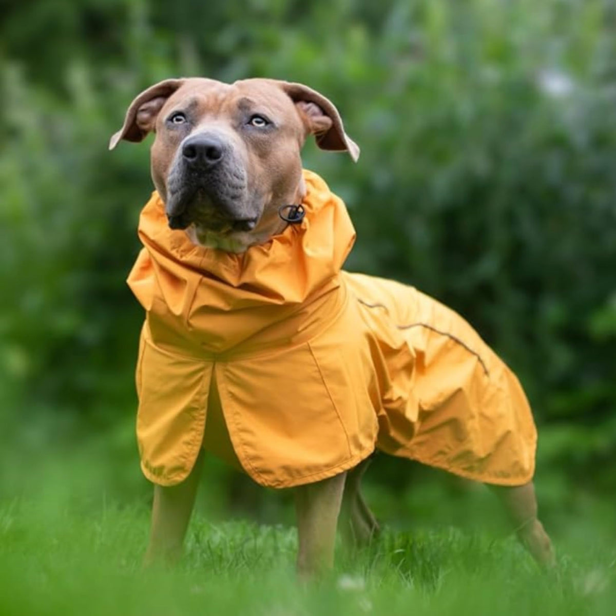 Spark Paws Dog Raincoat, Waterproof Windproof Rain Jacket, For Small Medium Large Extra Large Dogs, Reflective Breathable Full-body Coverage Dry Suit - Sea Pink, 2XL - Sayby’s