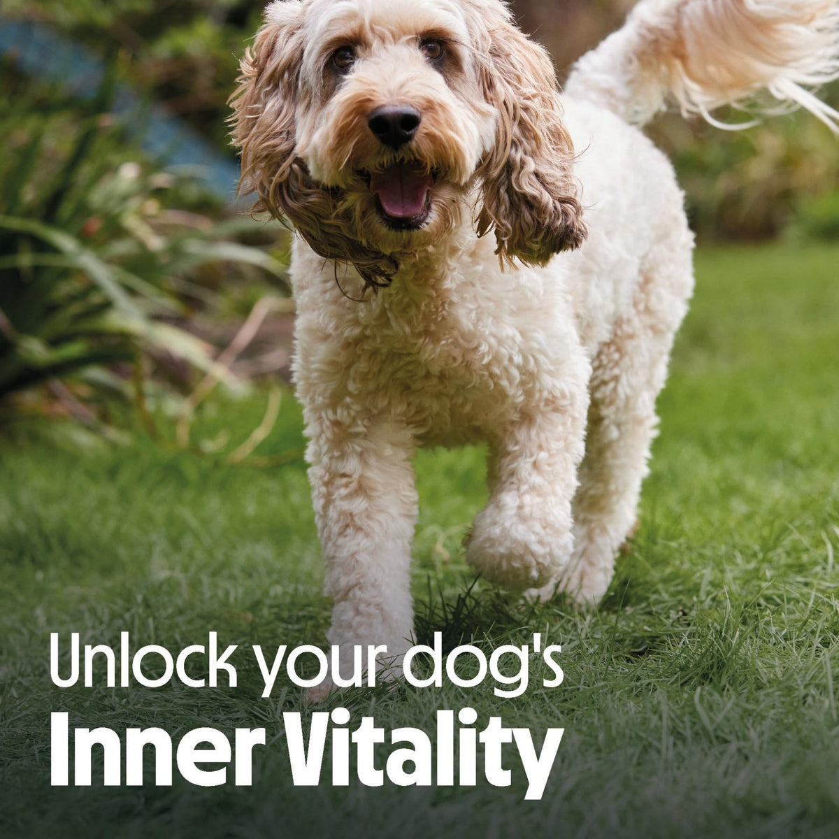 Tails.com Inner Vitality • Wet Dog Food 11 x 150g • Sensitive Chicken & Cod • Adult 1-7 years • Grain Free Recipe • Made with natural ingredients • Contains Omega 3 to Support Skin and Coat - Sayby’s