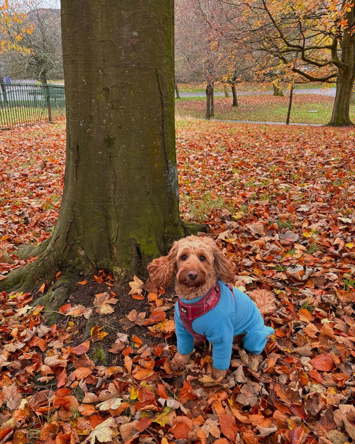 Warm Four-Legged Dog Fleece – Super Soft, Weather-Resistant, Available in a Range of Sizes and Colours - Sayby’s