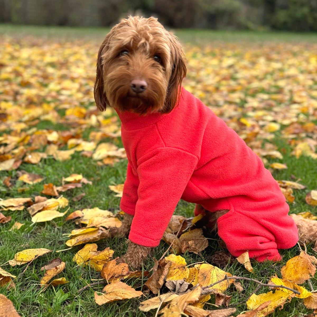 Warm Four-Legged Dog Fleece – Super Soft, Weather-Resistant, Available in a Range of Sizes and Colours - Sayby’s