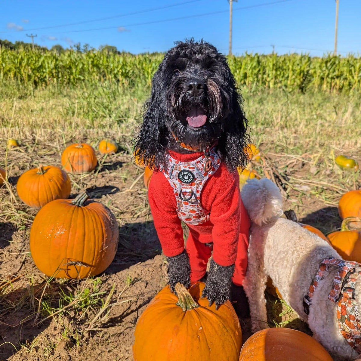 Warm Four-Legged Dog Fleece – Super Soft, Weather-Resistant, Available in a Range of Sizes and Colours - Sayby’s