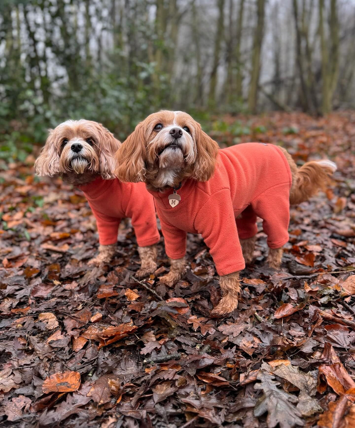 Warm Four-Legged Dog Fleece – Super Soft, Weather-Resistant, Available in a Range of Sizes and Colours - Sayby’s
