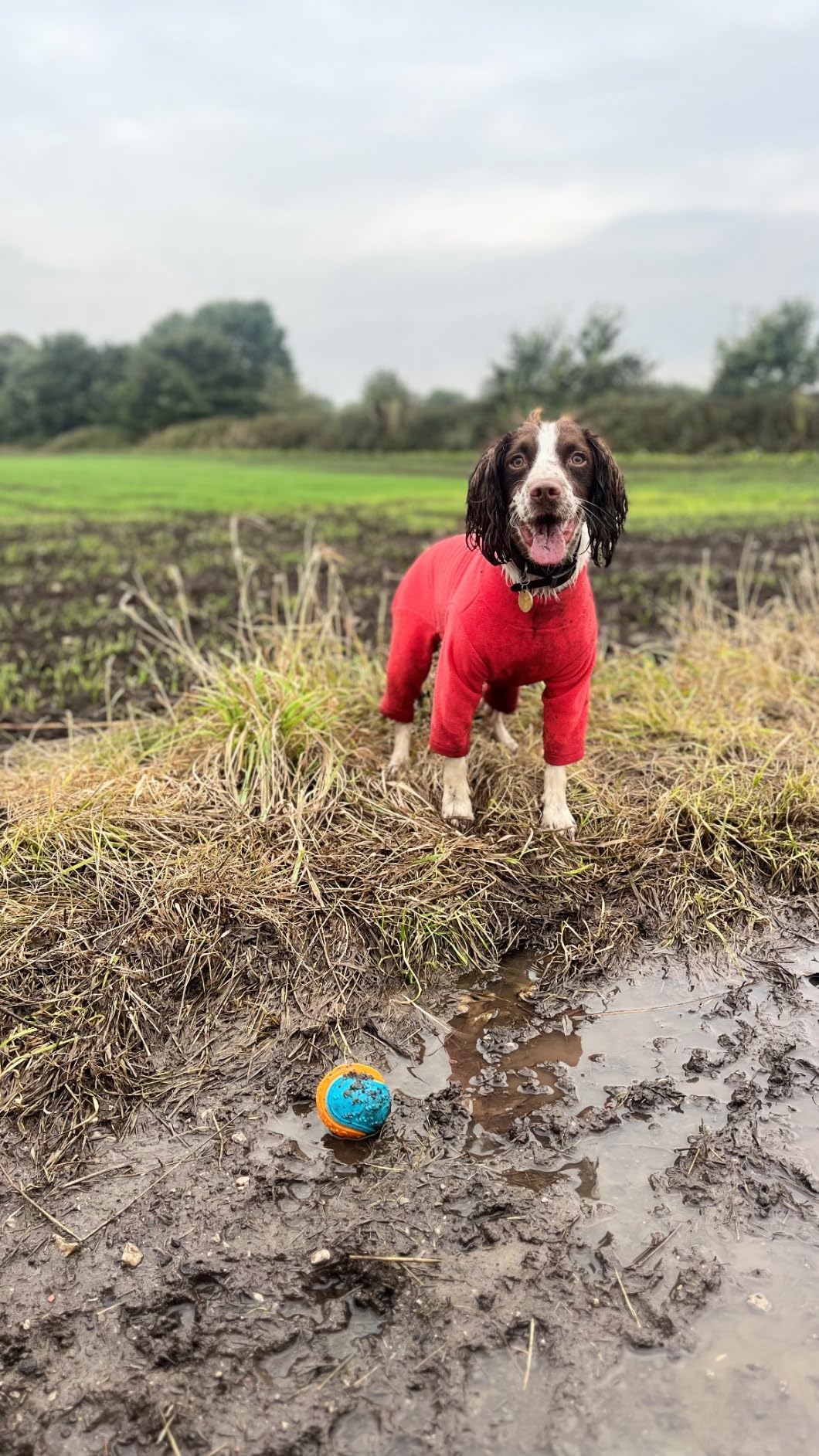 Warm Four-Legged Dog Fleece – Super Soft, Weather-Resistant, Available in a Range of Sizes and Colours - Sayby’s