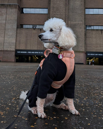 Warm Four-Legged Dog Fleece – Super Soft, Weather-Resistant, Available in a Range of Sizes and Colours - Sayby’s